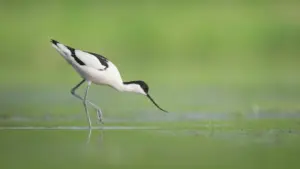 Danmarks nære natur